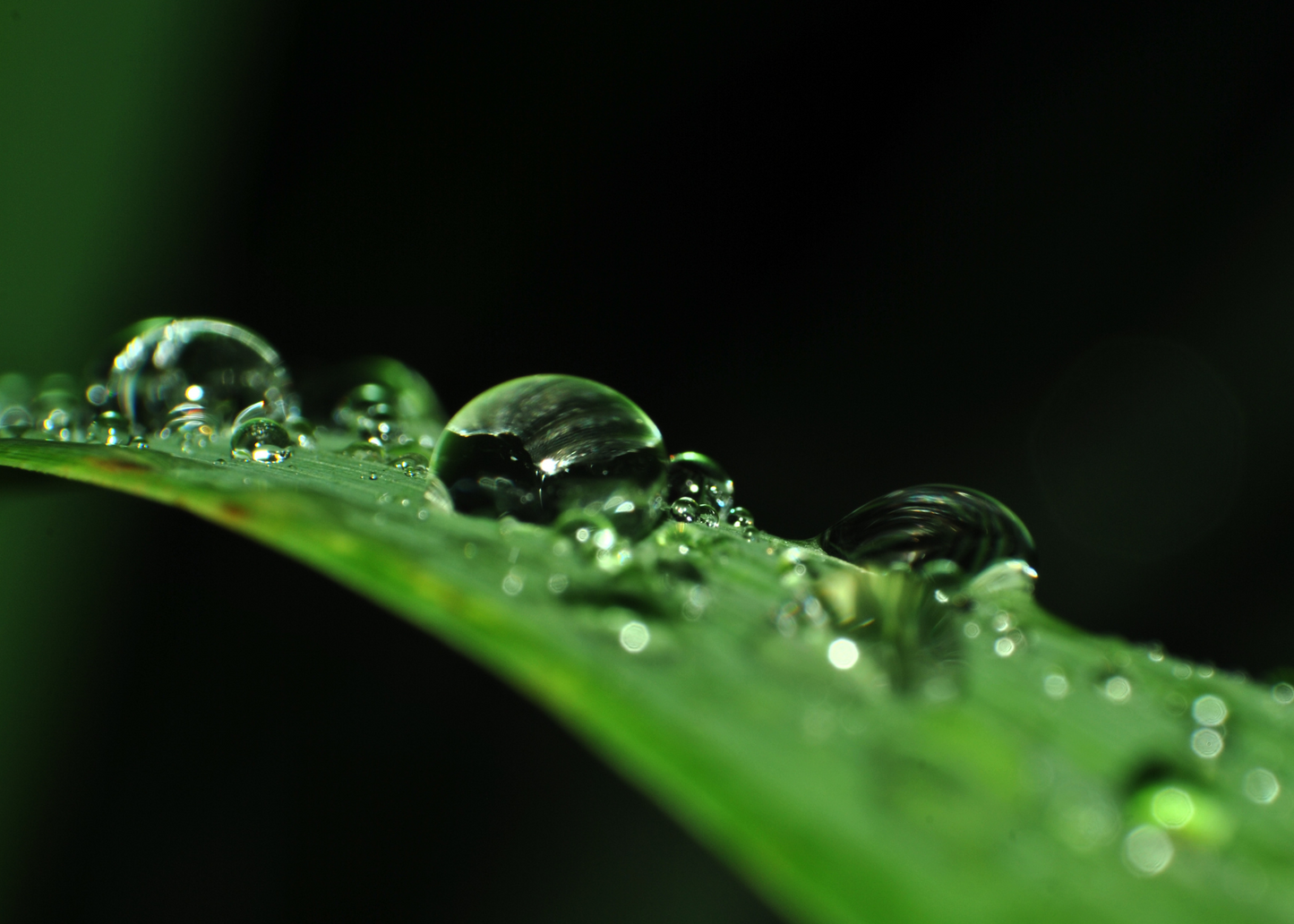 Lemongrass & Sage Soap