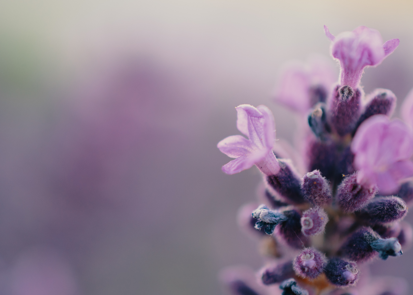 Calming Lavender Soap