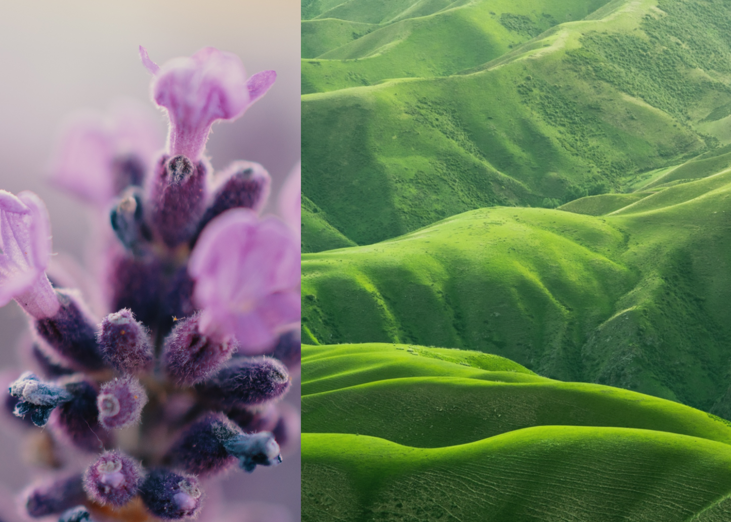 Tallow Cream Lemongrass & Lavender